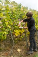 Weinlese Wachau 23