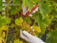 Weinlese Wachau 22