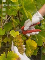 Weinlese Wachau 21