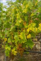 Weinlese Wachau 20