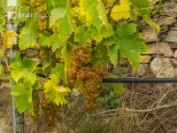 Weinlese Wachau 19
