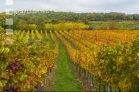 Weinlese Wachau 18