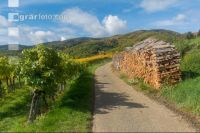 Weinlese Wachau 17