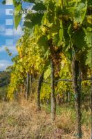 Weinlese Wachau 15