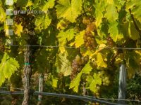 Weinlese Wachau 14
