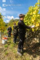 Weinlese Wachau 13