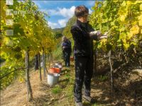Weinlese Wachau 12