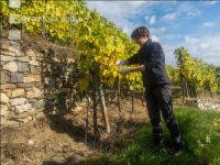 Weinlese Wachau 11