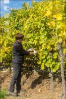 Weinlese Wachau 10