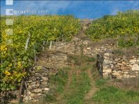 Weinlese Wachau 9