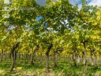 Weinlese Wachau 8