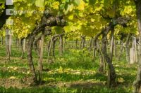 Weinlese Wachau 7