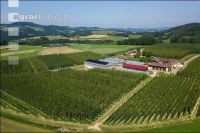 Hopfen 19