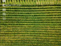 Wachau 19