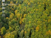 Mischwald im Oktober 8