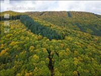 Mischwald im Oktober 6
