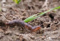 Ackerschnecke Getreide 2