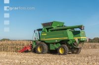 Maize harvest 251