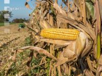 Maize harvest 250