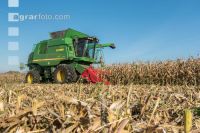 Maize harvest 249
