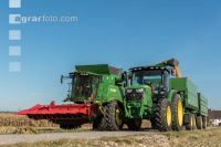 Maize harvest 246