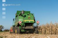 Maize harvest 245