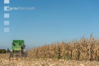 Maize harvest 244