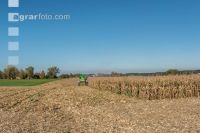 Maize harvest 243