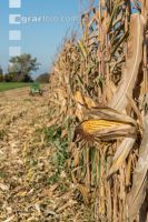 Maize harvest 242