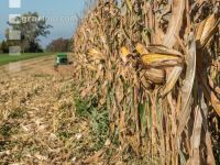 Maize harvest 241