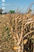 Maize harvest 240