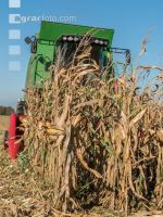 Maize harvest 239