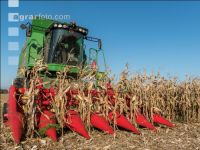 Maize harvest 238