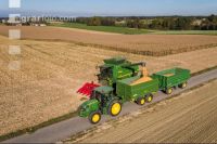 Maize harvest 237