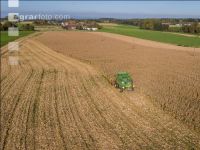 Maize harvest 235