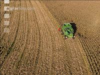 Maize harvest 234