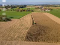 Maize harvest 232