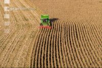 Maize harvest 231