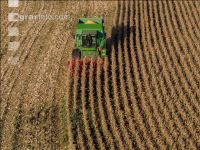 Maize harvest 230