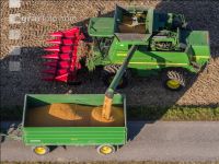 Maize harvest 253