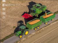 Maize harvest 252