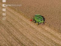 Maize harvest 228