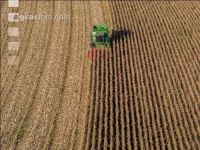Maize harvest 226