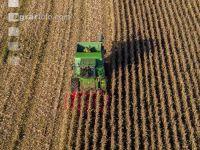 Maize harvest 225