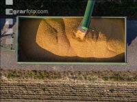 Maize harvest 224