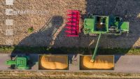 Maize harvest 223