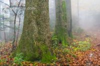 Nebelstimmung Herbstwald 3