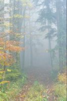 Nebelstimmung Herbstwald 2