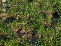 Trittschäden Herbstweide 7