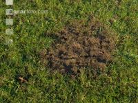 Trittschäden Herbstweide 5